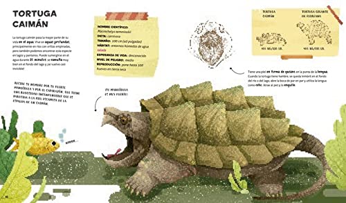 El increíble catálgo de los reptiles más extraordinarios