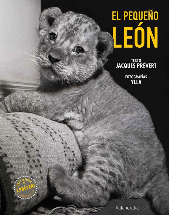 El pequeño león